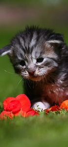Siperiankissa/Maine Coon mix (1 valokuva sivusta 5)