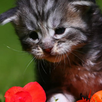 Siperiankissa/Maine Coon mix