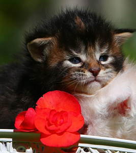 Siperiankissa/Maine Coon mix (3 valokuva sivusta 5)