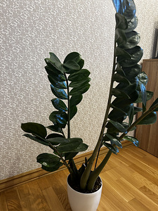 Замиокулькас комнатное растение (4 фото из 5)