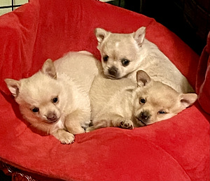 Kääpiökoira risteytys (1 valokuva sivusta 6)