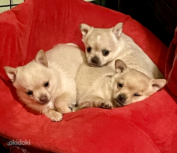 Kääpiökoira risteytys