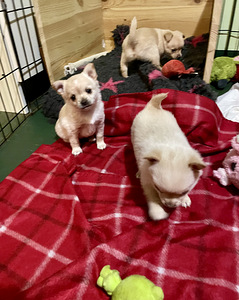 Kääpiökoira risteytys (2 valokuva sivusta 6)