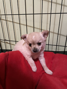 Kääpiökoira risteytys (3 valokuva sivusta 6)