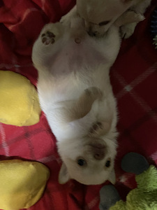 Kääpiökoira risteytys (4 valokuva sivusta 6)