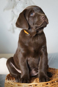 Labradorinnoutaja pennut (1 valokuva sivusta 5)