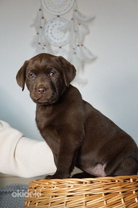 Labradorinnoutaja pennut (4 valokuva sivusta 5)