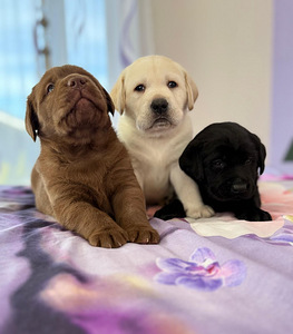 Labradorinnoutaja pentuja (2 valokuva sivusta 3)