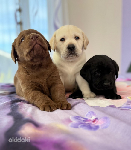 Labradorinnoutaja pentuja (2 sivusta 3)