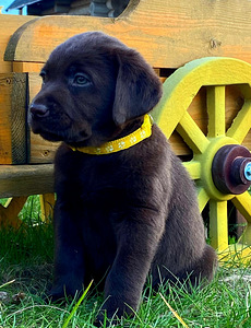 Labradorinnoutaja pentu (3 valokuva sivusta 3)