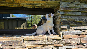 Jack Russell- terrierinpennut (3 valokuva sivusta 7)