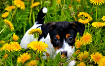 Jack Russell-pentu
