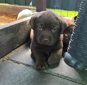 Labradorinnoutaja pentu
