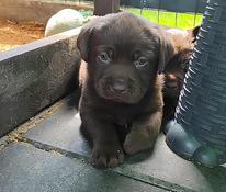 Labradorinnoutaja pentu