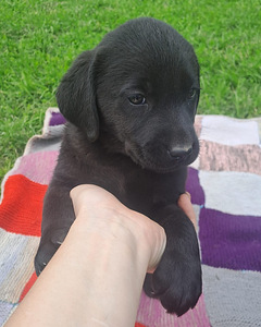 Labradorinnoutaja pennut (2 valokuva sivusta 5)