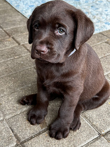 Labradorinnoutaja pennut