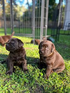 Labradorinnoutaja pennut