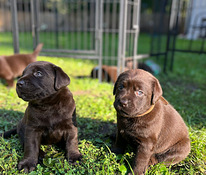 Labradorinnoutaja pennut