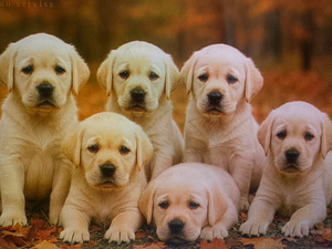 Labradorinnoutaja pennut (1 valokuva sivusta 6)