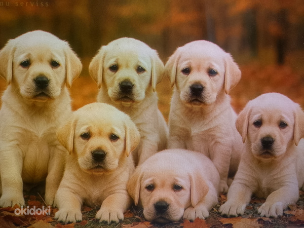 Labradorinnoutaja pennut