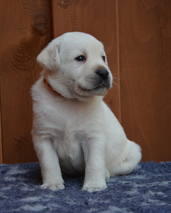 Labradorinnoutaja pennut (3 valokuva sivusta 6)