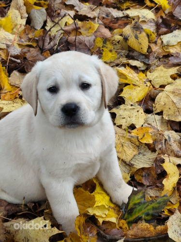 Labradorinnoutaja pennut