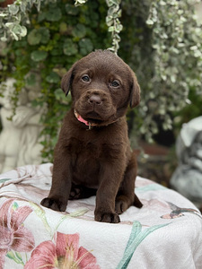 Labradorinnoutaja pennut (1 valokuva sivusta 10)