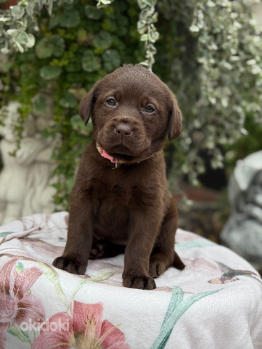 Labradorinnoutaja pennut