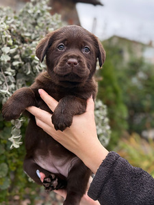 Labradorinnoutaja pennut (4 valokuva sivusta 10)