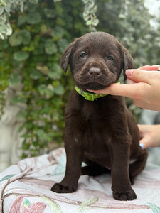 Labradorinnoutaja pennut (5 valokuva sivusta 10)
