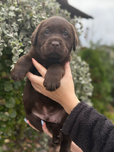 Labradorinnoutaja pennut (7 valokuva sivusta 10)