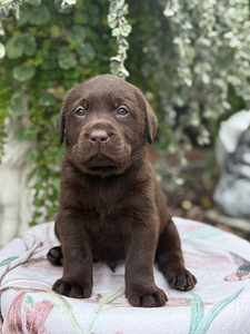 Labradorinnoutaja pennut (8 valokuva sivusta 10)