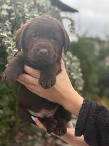 Labradorinnoutaja pennut (9 valokuva sivusta 10)
