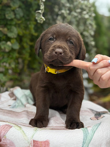 Labradorinnoutaja pennut (10 valokuva sivusta 10)