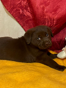 Labradorinnoutaja pennut (3 valokuva sivusta 3)