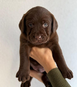 Labradori retriiver (2 foto / 3)