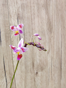 Orhidee Phalaenopsis equestris (3 huult) (1 foto / 3)