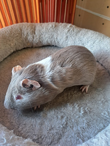 Merisiga