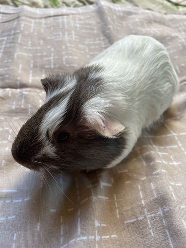 Merisiga