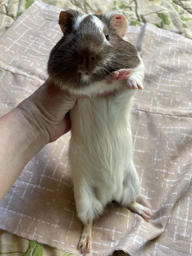Merisiga