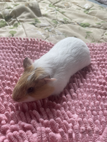 Merisiga