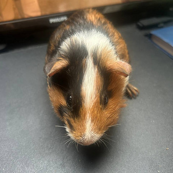 Merisiga