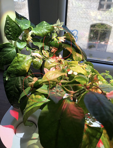 Click & Grow Smart Garden 9 (5 foto / 7)