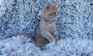Британские котята (1 фото из 3)