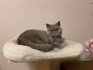 Британская кошка (2 фото из 2)
