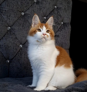 Maine-coon (2 valokuva sivusta 2)