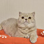 Британский котенок (фото #1)