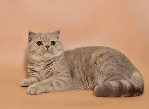Британский котенок (1 фото из 5)
