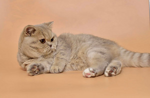 Британский котенок (4 фото из 5)