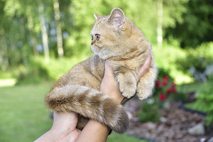 Британские котята (1 фото из 5)